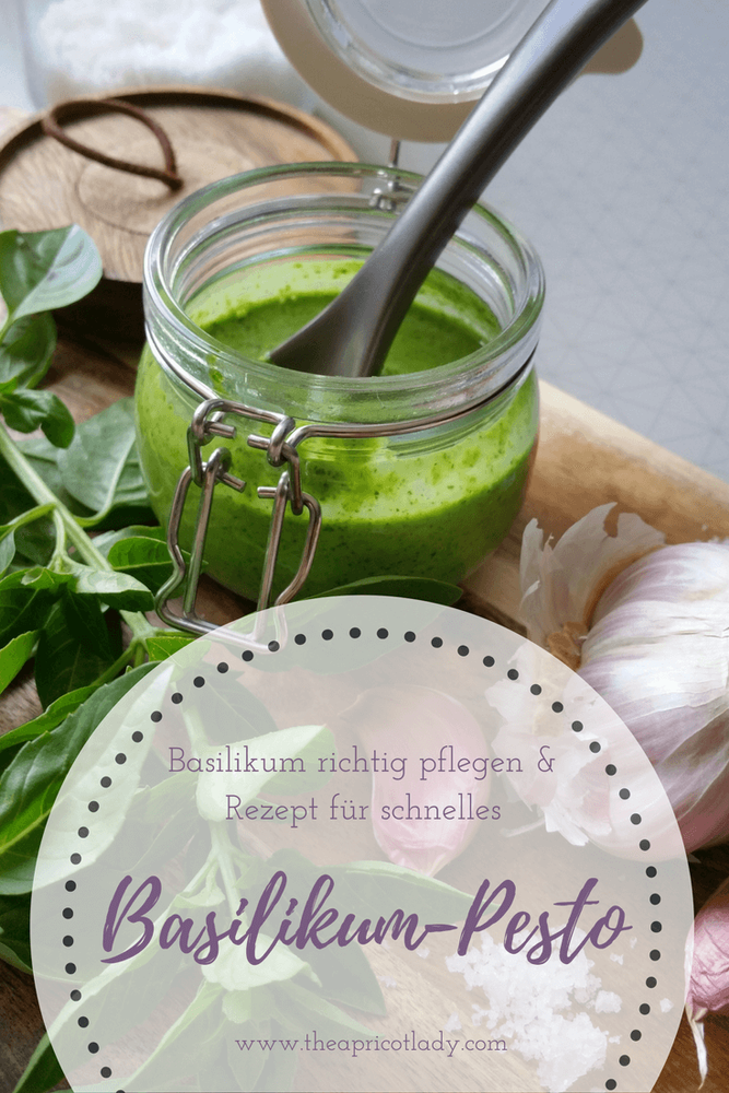 Rezeptbild: Basilikum richtig pflegen & Rezept für schnelles Basilikum-Pesto