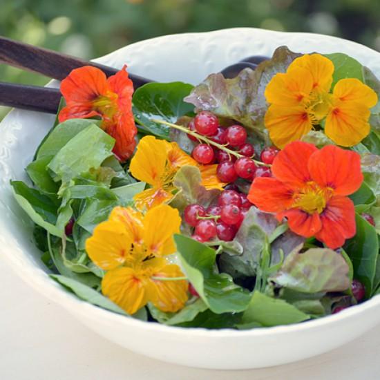 Rezeptbild: Kräutersalat mit Kapuzinerkresse