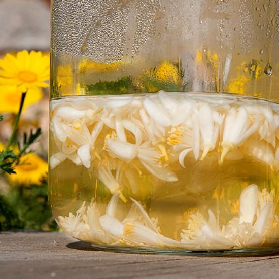 Rezeptbild: Orangenblütenwasser