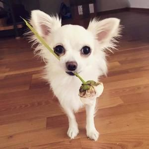 Profilbild von Franzi