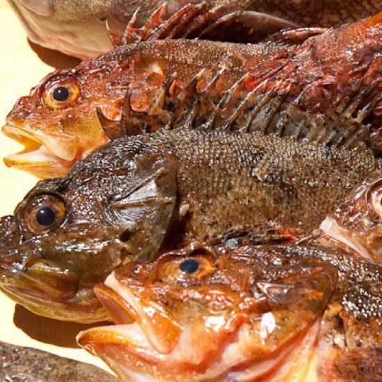 Rezeptbild: Einfache Fischsuppe