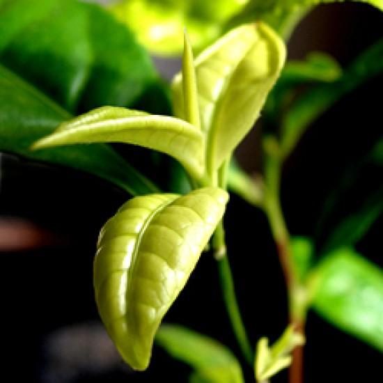 Rezeptbild: Echter Tee aus meinem Garten